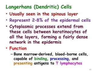 Langerhans (Dendritic) Cells
• Usually seen in the spinous layer
• Represent 2–8% of the epidermal cells
• Cytoplasmic processes extend from
these cells between keratinocytes of
all the layers, forming a fairly dense
network in the epidermis
• Function
– Bone marrow–derived, blood-borne cells,
capable of binding, processing, and
presenting antigens to T lymphocytes
42
 