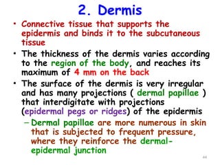 2. Dermis
• Connective tissue that supports the
epidermis and binds it to the subcutaneous
tissue
• The thickness of the dermis varies according
to the region of the body, and reaches its
maximum of 4 mm on the back
• The surface of the dermis is very irregular
and has many projections ( dermal papillae )
that interdigitate with projections
(epidermal pegs or ridges) of the epidermis
– Dermal papillae are more numerous in skin
that is subjected to frequent pressure,
where they reinforce the dermal-
epidermal junction
44
 