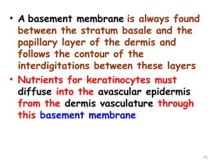 • A basement membrane is always found
between the stratum basale and the
papillary layer of the dermis and
follows the contour of the
interdigitations between these layers
• Nutrients for keratinocytes must
diffuse into the avascular epidermis
from the dermis vasculature through
this basement membrane
45
 