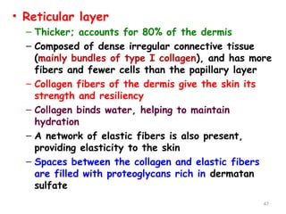 • Reticular layer
– Thicker; accounts for 80% of the dermis
– Composed of dense irregular connective tissue
(mainly bundles of type I collagen), and has more
fibers and fewer cells than the papillary layer
– Collagen fibers of the dermis give the skin its
strength and resiliency
– Collagen binds water, helping to maintain
hydration
– A network of elastic fibers is also present,
providing elasticity to the skin
– Spaces between the collagen and elastic fibers
are filled with proteoglycans rich in dermatan
sulfate
47
 