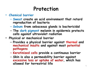 Protection
• Chemical barrier
– Sweat create an acid environment that retard
reproduction of bacteria
– Sebum from sebaceous glands is bactericidal
– The dark pigment melanin in epidermis protects
cells against ultraviolet radiation
• Physical or mechanical barrier
– Provides a physical barrier against thermal and
mechanical insults and against most potential
pathogens
– Keratinized cells provide a continuous barrier
– Skin is also a permeability barrier against
excessive loss or uptake of water, which has
allowed for terrestrial life
5
 