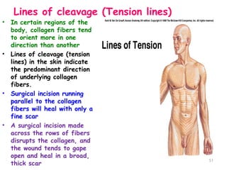 Lines of cleavage (Tension lines)
• In certain regions of the
body, collagen fibers tend
to orient more in one
direction than another
• Lines of cleavage (tension
lines) in the skin indicate
the predominant direction
of underlying collagen
fibers.
• Surgical incision running
parallel to the collagen
fibers will heal with only a
fine scar
• A surgical incision made
across the rows of fibers
disrupts the collagen, and
the wound tends to gape
open and heal in a broad,
thick scar
51
 