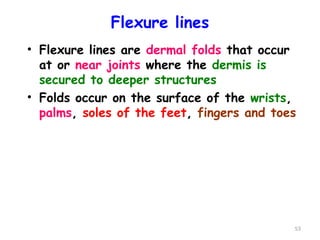 Flexure lines
• Flexure lines are dermal folds that occur
at or near joints where the dermis is
secured to deeper structures
• Folds occur on the surface of the wrists,
palms, soles of the feet, fingers and toes
53
 