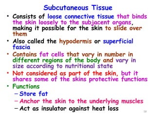 Subcutaneous Tissue
• Consists of loose connective tissue that binds
the skin loosely to the subjacent organs,
making it possible for the skin to slide over
them
• Also called the hypodermis or superficial
fascia
• Contains fat cells that vary in number in
different regions of the body and vary in
size according to nutritional state
• Not considered as part of the skin, but it
shares some of the skins protective functions
• Functions
– Store fat
– Anchor the skin to the underlying muscles
– Act as insulator against heat loss 58
 