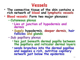 Vessels
• The connective tissue of the skin contains a
rich network of blood and lymphatic vessels
• Blood vessels: Form two major plexuses:
– Cutaneous plexus
• Lies at junction of hypodermis and
dermis
• Supply hypodermis, deeper dermis, hair
follicles and glands
– Sub papillary plexus
• lies just beneath dermal papilla between
the papillary and reticular dermal layers
• sends branches into the dermal papillae
and supplies a rich, nutritive capillary
network just below the epidermis
59
 