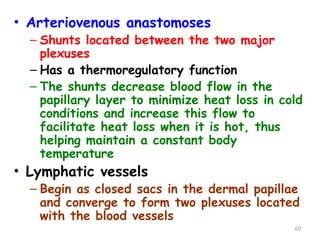 • Arteriovenous anastomoses
– Shunts located between the two major
plexuses
– Has a thermoregulatory function
– The shunts decrease blood flow in the
papillary layer to minimize heat loss in cold
conditions and increase this flow to
facilitate heat loss when it is hot, thus
helping maintain a constant body
temperature
• Lymphatic vessels
– Begin as closed sacs in the dermal papillae
and converge to form two plexuses located
with the blood vessels
60
 