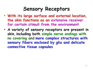 Sensory Receptors
61
• With its large surface and external location,
the skin functions as an extensive receiver
for certain stimuli from the environment
• A variety of sensory receptors are present in
skin, including both simple nerve endings with
no covering and more complex structures with
sensory fibers enclosed by glia and delicate
connective tissue capsules
 