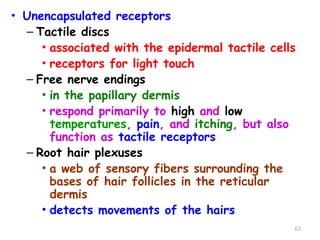 • Unencapsulated receptors
– Tactile discs
• associated with the epidermal tactile cells
• receptors for light touch
– Free nerve endings
• in the papillary dermis
• respond primarily to high and low
temperatures, pain, and itching, but also
function as tactile receptors
– Root hair plexuses
• a web of sensory fibers surrounding the
bases of hair follicles in the reticular
dermis
• detects movements of the hairs
63
 