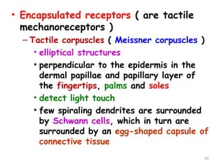 • Encapsulated receptors ( are tactile
mechanoreceptors )
– Tactile corpuscles ( Meissner corpuscles )
• elliptical structures
• perpendicular to the epidermis in the
dermal papillae and papillary layer of
the fingertips, palms and soles
• detect light touch
• few spiraling dendrites are surrounded
by Schwann cells, which in turn are
surrounded by an egg-shaped capsule of
connective tissue
64
 