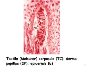 Tactile (Meissner) corpuscle (TC): dermal
papillae (DP); epidermis (E) 65
 