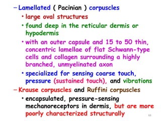 – Lamellated ( Pacinian ) corpuscles
• large oval structures
• found deep in the reticular dermis or
hypodermis
• with an outer capsule and 15 to 50 thin,
concentric lamellae of flat Schwann-type
cells and collagen surrounding a highly
branched, unmyelinated axon
• specialized for sensing coarse touch,
pressure (sustained touch), and vibrations
– Krause corpuscles and Ruffini corpuscles
• encapsulated, pressure-sensing
mechanoreceptors in dermis, but are more
poorly characterized structurally 66
 