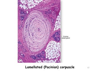 Lamellated (Pacinian) corpuscle 67
 
