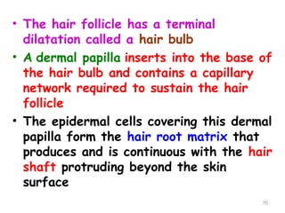 • The hair follicle has a terminal
dilatation called a hair bulb
• A dermal papilla inserts into the base of
the hair bulb and contains a capillary
network required to sustain the hair
follicle
• The epidermal cells covering this dermal
papilla form the hair root matrix that
produces and is continuous with the hair
shaft protruding beyond the skin
surface
70
 