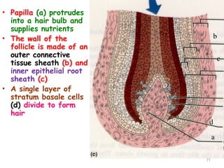 • Papilla (a) protrudes
into a hair bulb and
supplies nutrients
• The wall of the
follicle is made of an
outer connective
tissue sheath (b) and
inner epithelial root
sheath (c)
• A single layer of
stratum basale cells
(d) divide to form
hair
71
a
c
d
b
 