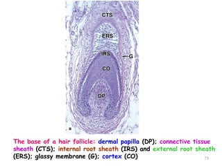 The base of a hair follicle: dermal papilla (DP); connective tissue
sheath (CTS); internal root sheath (IRS) and external root sheath
(ERS); glassy membrane (G); cortex (CO) 73
 