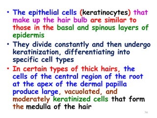 • The epithelial cells (keratinocytes) that
make up the hair bulb are similar to
those in the basal and spinous layers of
epidermis
• They divide constantly and then undergo
keratinization, differentiating into
specific cell types
• In certain types of thick hairs, the
cells of the central region of the root
at the apex of the dermal papilla
produce large, vacuolated, and
moderately keratinized cells that form
the medulla of the hair
74
 