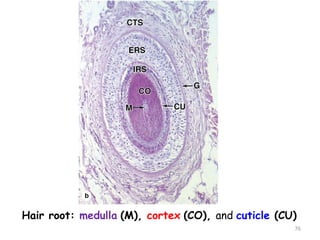 Hair root: medulla (M), cortex (CO), and cuticle (CU)
76
 