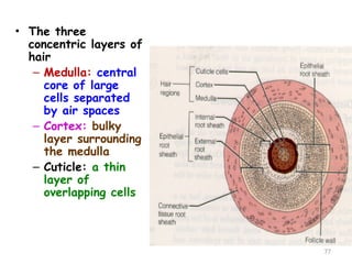 • The three
concentric layers of
hair
– Medulla: central
core of large
cells separated
by air spaces
– Cortex: bulky
layer surrounding
the medulla
– Cuticle: a thin
layer of
overlapping cells
77
 