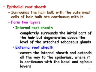 • Epithelial root sheath
– Surrounds the hair bulb with the outermost
cells of hair bulb are continuous with it
– Form two layers
• Internal root sheath
–completely surrounds the initial part of
the hair but degenerates above the
level of the attached sebaceous glands
• External root sheath
–covers the internal sheath and extends
all the way to the epidermis, where it
is continuous with the basal and spinous
layers 78
 
