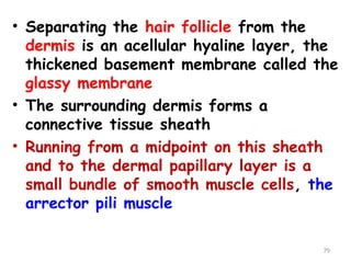 • Separating the hair follicle from the
dermis is an acellular hyaline layer, the
thickened basement membrane called the
glassy membrane
• The surrounding dermis forms a
connective tissue sheath
• Running from a midpoint on this sheath
and to the dermal papillary layer is a
small bundle of smooth muscle cells, the
arrector pili muscle
79
 