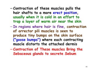 – Contraction of these muscles pulls the
hair shafts to a more erect position,
usually when it is cold in an effort to
trap a layer of warm air near the skin
– In regions where hair is fine, contraction
of arrector pili muscles is seen to
produce tiny bumps on the skin surface
("goose bumps") where each contracting
muscle distorts the attached dermis
– Contraction of These muscles Bring the
Sebaceous glands to secrete Sebum
80
 