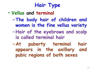 Hair Type
• Vellus and terminal
–The body hair of children and
women is the fine vellus variety
–Hair of the eyebrows and scalp
is called terminal hair
–At puberty terminal hair
appears in the axillary and
pubic regions of both sexes
83
 