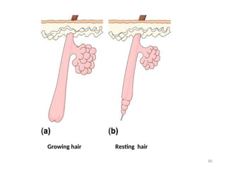 Growing hair Resting hair
86
 