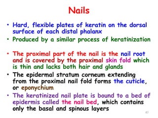 Nails
• Hard, flexible plates of keratin on the dorsal
surface of each distal phalanx
• Produced by a similar process of keratinization
• The proximal part of the nail is the nail root
and is covered by the proximal skin fold which
is thin and lacks both hair and glands
• The epidermal stratum corneum extending
from the proximal nail fold forms the cuticle,
or eponychium
• The keratinized nail plate is bound to a bed of
epidermis called the nail bed, which contains
only the basal and spinous layers 87
 