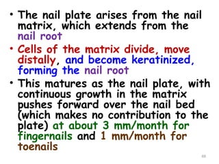 • The nail plate arises from the nail
matrix, which extends from the
nail root
• Cells of the matrix divide, move
distally, and become keratinized,
forming the nail root
• This matures as the nail plate, with
continuous growth in the matrix
pushes forward over the nail bed
(which makes no contribution to the
plate) at about 3 mm/month for
fingernails and 1 mm/month for
toenails
88
 