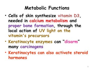 Metabolic Functions
9
• Cells of skin synthesize vitamin D3,
needed in calcium metabolism and
proper bone formation, through the
local action of UV light on the
vitamin's precursors
• Keratinocyte enzymes can “disarm”
many carcinogens
• Keratinocytes can also activate steroid
hormones
 
