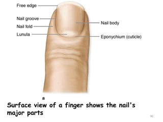 Surface view of a finger shows the nail's
major parts 90
 