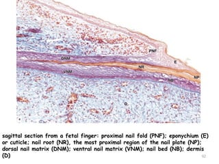 sagittal section from a fetal finger: proximal nail fold (PNF); eponychium (E)
or cuticle; nail root (NR), the most proximal region of the nail plate (NP);
dorsal nail matrix (DNM); ventral nail matrix (VNM); nail bed (NB); dermis
(D) 92
 