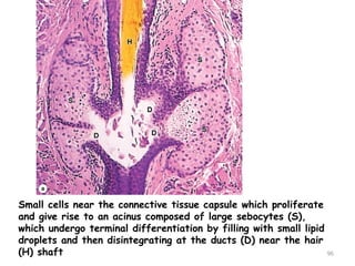 Small cells near the connective tissue capsule which proliferate
and give rise to an acinus composed of large sebocytes (S),
which undergo terminal differentiation by filling with small lipid
droplets and then disintegrating at the ducts (D) near the hair
(H) shaft 96
 