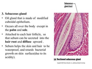 Anatomy part II: Integumentary System.pptx