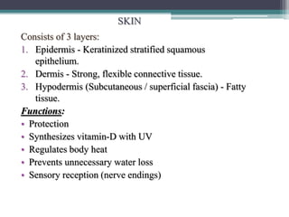 SKIN
Consists of 3 layers:
1. Epidermis - Keratinized stratified squamous
epithelium.
2. Dermis - Strong, flexible connective tissue.
3. Hypodermis (Subcutaneous / superficial fascia) - Fatty
tissue.
Functions:
• Protection
• Synthesizes vitamin-D with UV
• Regulates body heat
• Prevents unnecessary water loss
• Sensory reception (nerve endings)
 