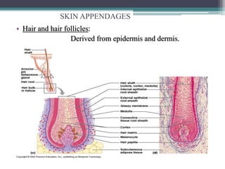 SKIN APPENDAGES
• Hair and hair follicles:
Derived from epidermis and dermis.
 