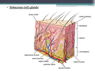 • Sebaceous (oil) glands:
 