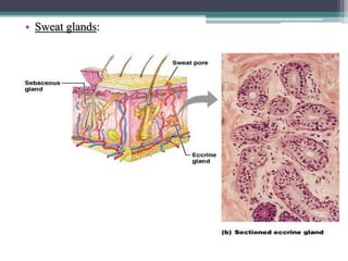 • Sweat glands:
 