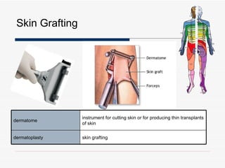 Integumentary System | PPT