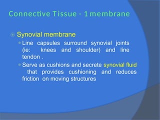 Connective T issue - 1 membrane
⦿ Synovial membrane
⚫Line capsules surround synovial joints
(ie: knees and shoulder) and line
tendon .
⚫Serve as cushions and secrete synovial fluid
that provides cushioning and reduces
friction on moving structures
 