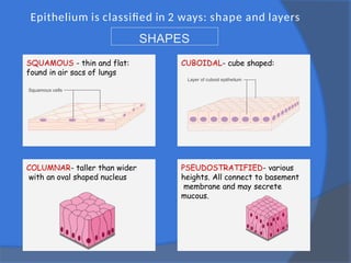 Epithelium is classified in 2 ways: shape and layers
SQUAMOUS - thin and flat:
found in air sacs of lungs
CUBOIDAL- cube shaped:
COLUMNAR- taller than wider
with an oval shaped nucleus
PSEUDOSTRATIFIED- various
heights. All connect to basement
membrane and may secrete
mucous.
SHAPES
 