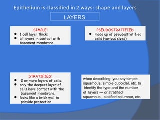 Epithelium is classified in 2 ways: shape and layers
SIMPLE:
● 1 cell layer thick;
● all layers in contact with
basement membrane
STRATIFIED:
● 2 or more layers of cells.
● only the deepest layer of
cells have contact with the
basement membrane.
● looks like a brick wall to
provide protection
PSEUDOSTRATIFIED
● made up of pseudostratified
cells (various sizes)
LAYERS
when describing, you say simple
squamous, simple cuboidal, etc. to
identify the type and the number
of layers --- or stratified
squamous, statified columnar, etc.
 