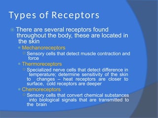 Types of Receptors
⦿ There are several receptors found
throughout the body, these are located in
the skin
⚫Mechanoreceptors
○ Sensory cells that detect muscle contraction and
force
⚫Thermoreceptors
○ Specialized nerve cells that detect difference in
temperature; determine sensitivity of the skin
to changes – heat receptors are closer to
surface, cold receptors are deeper
⚫Chemoreceptors
○ Sensory cells that convert chemical substances
into biological signals that are transmitted to
the brain
 