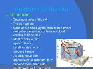 Anatomy of the skin
⦿ EPIDERMIS:
⚫ Outermost layer of the skin
⚫ The skin we see
⚫ Made of five small layers(thick skin) 4 layers
everywhere else- but contains no blood
vessels or nerve cells
⚫ Most of cells within
epidermis are
keratinocytes which
produce keratin
⚫ As cells move from
granulosum to corneum, they
become more filled with
 