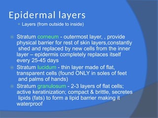 Epidermal layers
⚫ Layers (from outside to inside)
⦿ Stratum corneum - outermost layer, , provide
physical barrier for rest of skin layers,constantly
shed and replaced by new cells from the inner
layer – epidermis completely replaces itself
every 25-45 days
⦿ Stratum lucidum - thin layer made of flat,
transparent cells (found ONLY in soles of feet
and palms of hands)
⦿ Stratum granulosum - 2-3 layers of flat cells;
active keratinization; compact & brittle, secretes
lipids (fats) to form a lipid barrier making it
waterproof
 