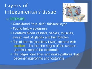 Layers of
integumentary tissue
⦿ DERMIS:
⚫Considered “true skin”; thickest layer
⚫Found below epidermis
⚫Contains blood vessels, nerves, muscles,
sweat and oil glands and hair follicles
⚫Top of dermis (papillary layer) covered with
papillae – fits into the ridges of the stratum
germinativum of the epidermis
⚫The ridges form lines and make patterns that
become fingerprints and footprints
 