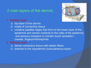 2 main layers of the dermis:
1. Papillary layer:
a. top layer of the dermis
b. made of connective tissue
c. contains papillae ridges that form to the lower layer of the
epidermis and carries nutrients to the cells of the epidermis
and sensory receptors to monitor touch sensation -
creates fingerprints/toeprints
2. Reticular layer
a. dense connective tissue with elastic fibers
b. extends to the hypodermis (subcutaneous layer)
 