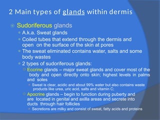 2 Main types of glands within dermis
⦿ Sudoriferous glands
⚫ A.k.a. Sweat glands
⚫ Coiled tubes that extend through the dermis and
open on the surface of the skin at pores
⚫ The sweat eliminated contains water, salts and some
body wastes
⚫ 2 types of sudoriferous glands:
○ Eccrine glands – major sweat glands and cover most of the
body and open directly onto skin; highest levels in palms
and soles
⚫ Sweat is clear, acidic and about 99% water but also contains waste
products like urea, uric acid, salts and vitamin C;
○ Apocrine glands – begin to function during puberty and
are located in genital and axilla areas and secrete into
ducts through hair follicles
⚫ Secretions are milky and consist of sweat, fatty acids and proteins
 