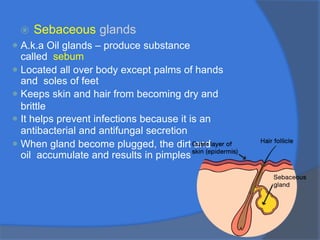 ⦿ Sebaceous glands
⚫ A.k.a Oil glands – produce substance
called sebum
⚫ Located all over body except palms of hands
and soles of feet
⚫ Keeps skin and hair from becoming dry and
brittle
⚫ It helps prevent infections because it is an
antibacterial and antifungal secretion
⚫ When gland become plugged, the dirt and
oil accumulate and results in pimples
 