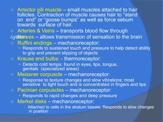 ⦿ Arrector pili muscle – small muscles attached to hair
follicles. Contraction of muscle causes hair to “stand
on end” or “goose bumps” as well as force sebum
towards surface of hair.
⦿ Arteries & Veins – transports blood flow through
system
⦿ Nerves – allows transmission of sensation to the brain
⦿ Ruffini endings – mechanoreceptor:
⚫ Responds to sustained touch and pressure to help detect ability
to grip and prevent slipping of objects
⦿ Krause end bulbs: - thermoreceptor:
⚫ Detects cold temps; found in eyes, lips, tongue,
genitals (specialized areas)
⦿ Meissner corpuscle – mechanoreceptor:
⚫ Response to texture changes and slow vibrations; most
sensitive to light touch and is concentrated in fingers and lips
⦿ Pacinian corpuscles – mechanoreceptor:
⚫ Responds to rapid changes and deep pressure
⦿ Merkel disks – mechanoreceptor:
○ Attached to cells in the stratum basale; Responds to slow changes
in position
 